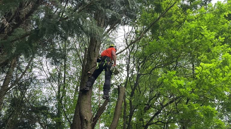 Best Utility Line Clearance  in Rapids, NY
