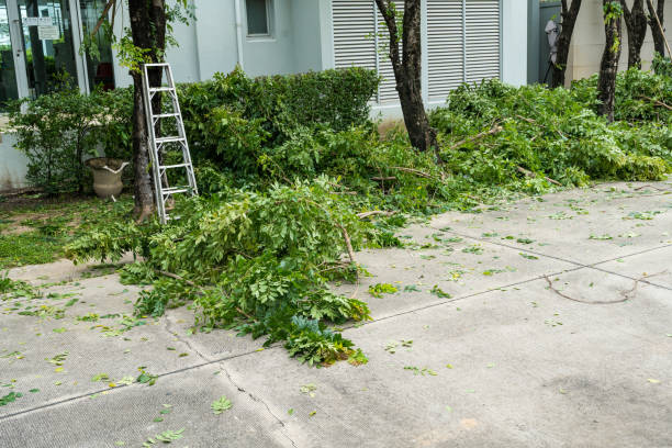 Best Storm Damage Tree Cleanup  in Rapids, NY