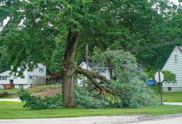 Tree and Shrub Care in Rapids, NY