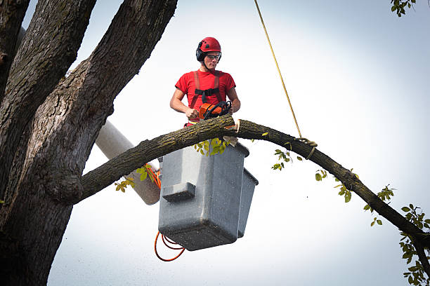 How Our Tree Care Process Works  in  Rapids, NY
