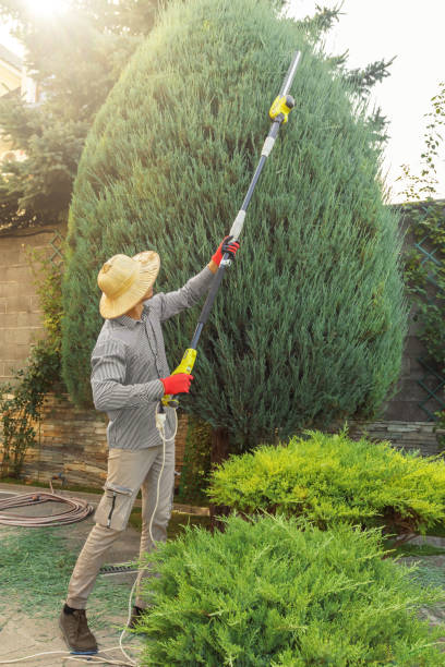 Best Hedge Trimming  in Rapids, NY